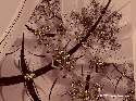 mimiter - Draperie - Fleurs dores - 2131 me avec 225 clicks